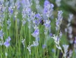 Floriterapia e Ambiente