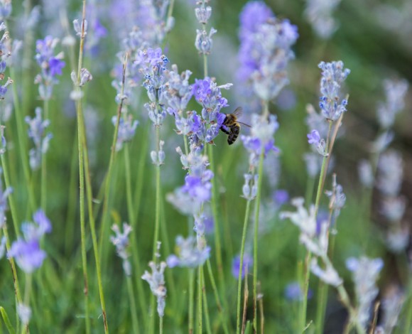 Floriterapia e Ambiente
