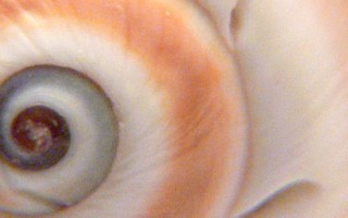 Le idee fondamentali