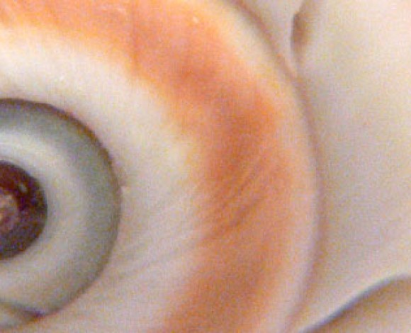 Le idee fondamentali