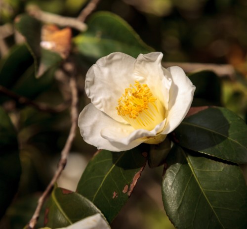 Camelia