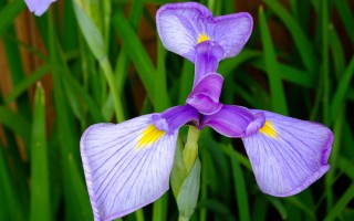 Iris