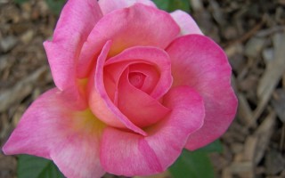 Rosa