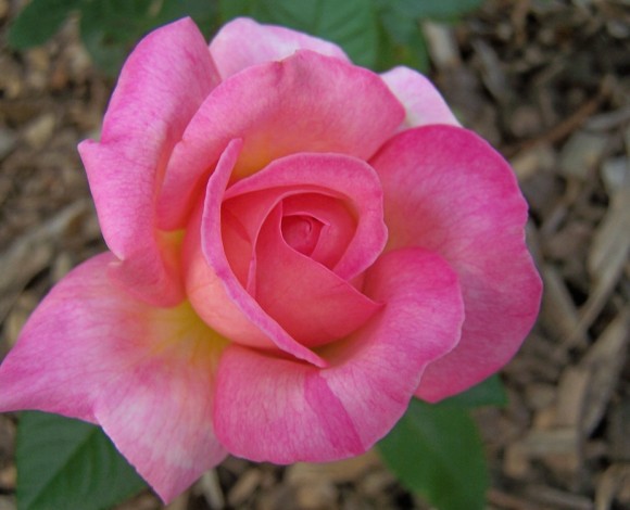 Rosa