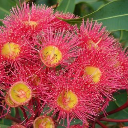 Floriterapia Australiana