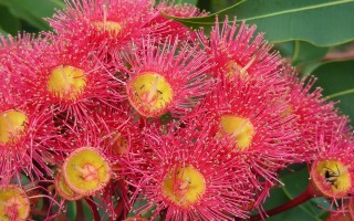 I diversi tipi di Fiori in Floriterapia