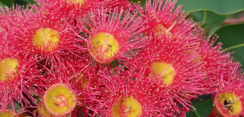 I diversi tipi di Fiori in Floriterapia
