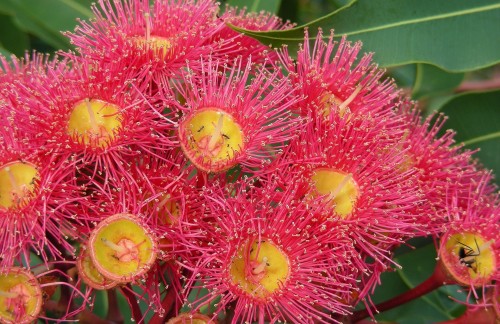 I diversi tipi di Fiori in Floriterapia