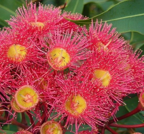 Floriterapia Australiana