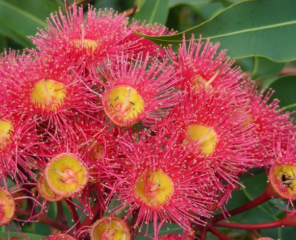 I diversi tipi di Fiori in Floriterapia