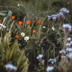 A tavola con le "erbacce"