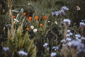 Fitoalimurgia e Benessere