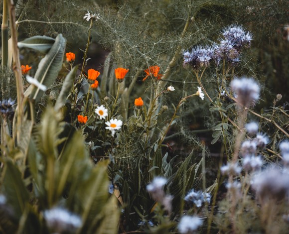 Fitoalimurgia e Benessere