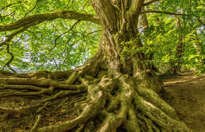 Alberologia