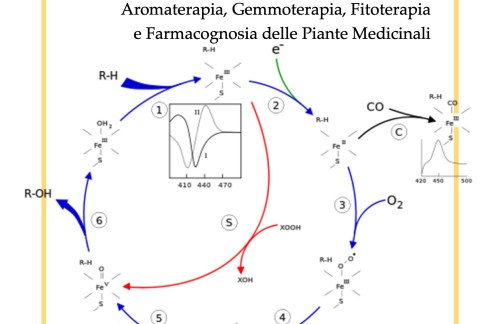 Planta Medicamentum Naturae