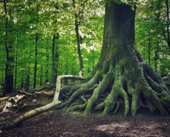 Gli Alberi, i Boschi, le Foreste