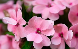 I diversi tipi di Fiori in Floriterapia