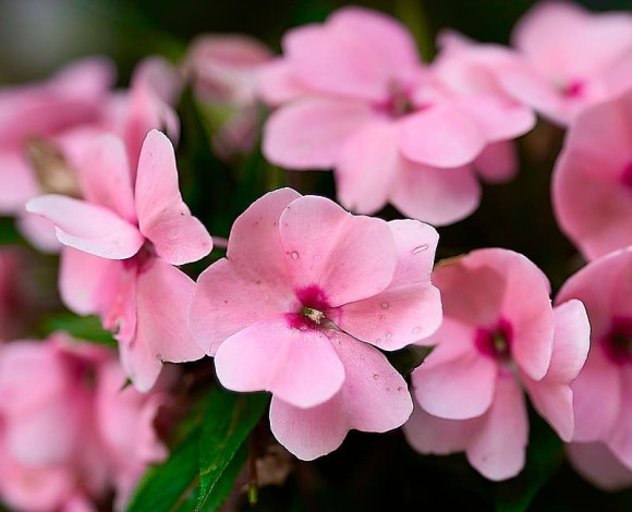 I diversi tipi di Fiori in Floriterapia
