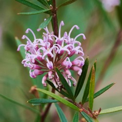 Floriterapia Australiana