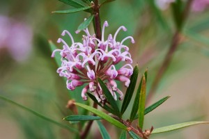 Floriterapia Australiana