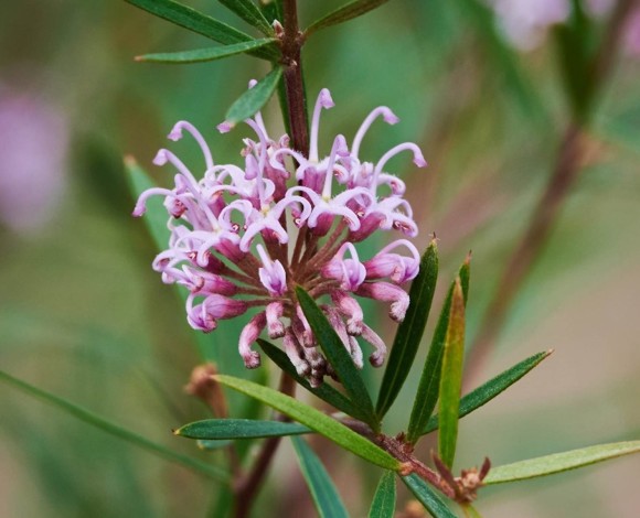Floriterapia Australiana