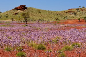 Magister in Floriterapia