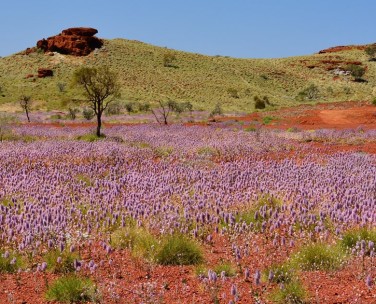 Magister in Floriterapia