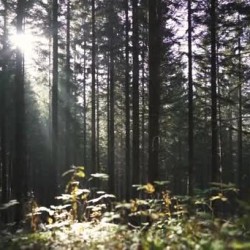 Passeggiate Erboristiche