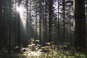 Passeggiate Erboristiche