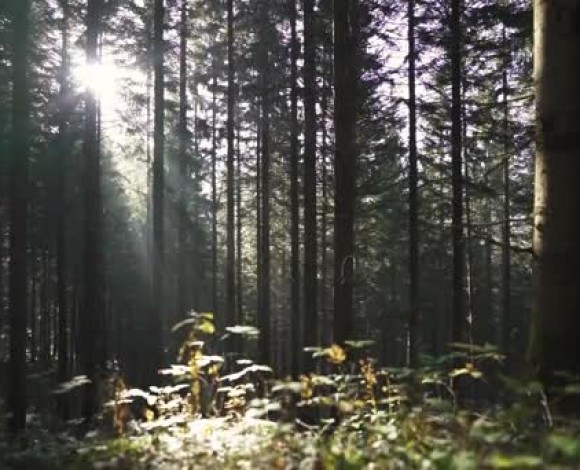 Passeggiate Erboristiche